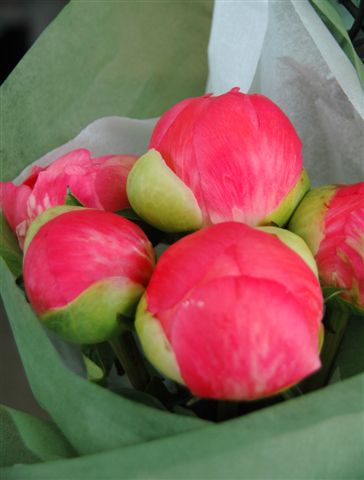 Peonies - Pink closed